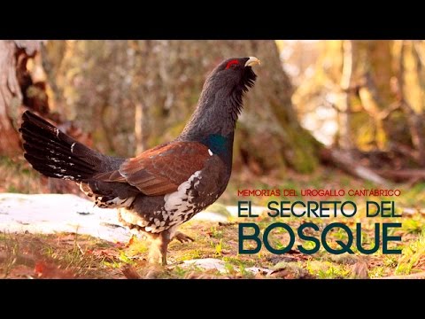 Docu UROGALLO CANTÁBRICO