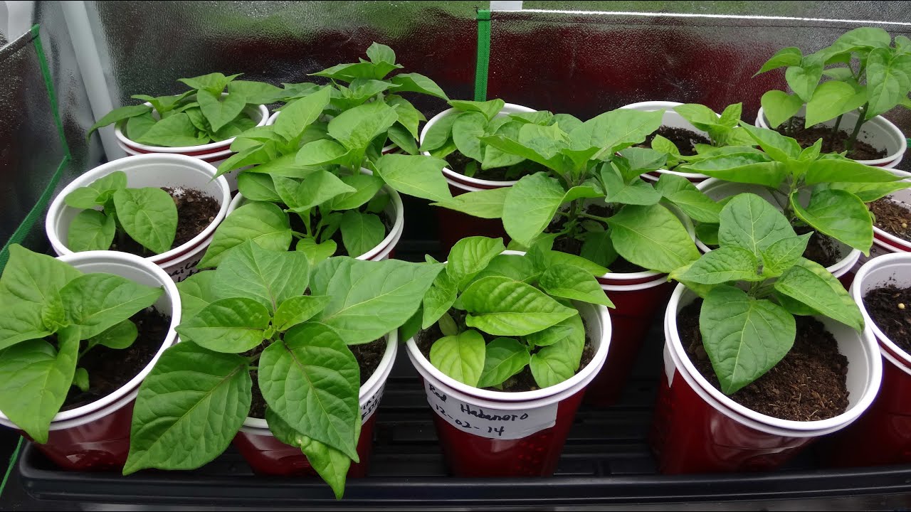 2015 Super Hot Peppers Growing Season - Ep. 05: Plants Update