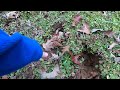 BigFoot Prints & Deer Did What in Cemetery