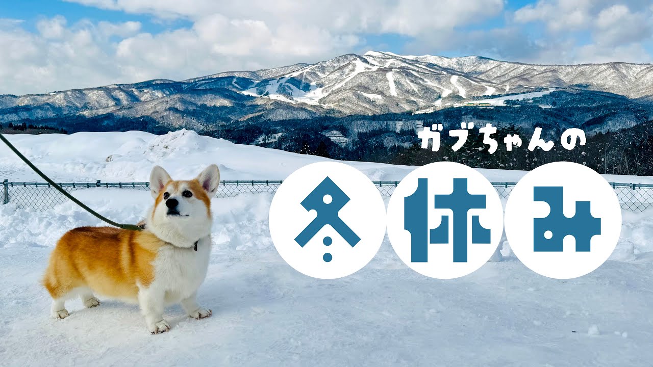 【犬との暮らし】ガブちゃんの冬休み・2024-2025・9日間