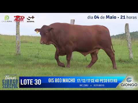 LOTE 30 GIS 803