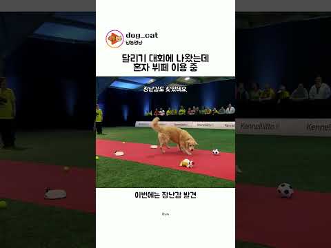 달리기 대회 나왔는데 혼자 뷔페 이용하는 리트리버 thumbnail