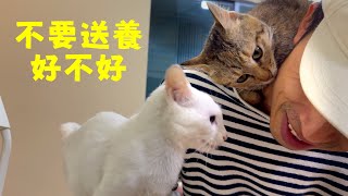[CC SUB] The cat doesn’t want to be adopted by others ,lies on the owner’s back refuses to get off