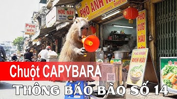 Chuột CAPYBARA thông báo bão số 14 #capybara