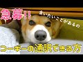 飼い主に向かって文句が止まらないコーギー！こんなに不満そうなの初めて。何が言いたいのかわかる方いませんか？