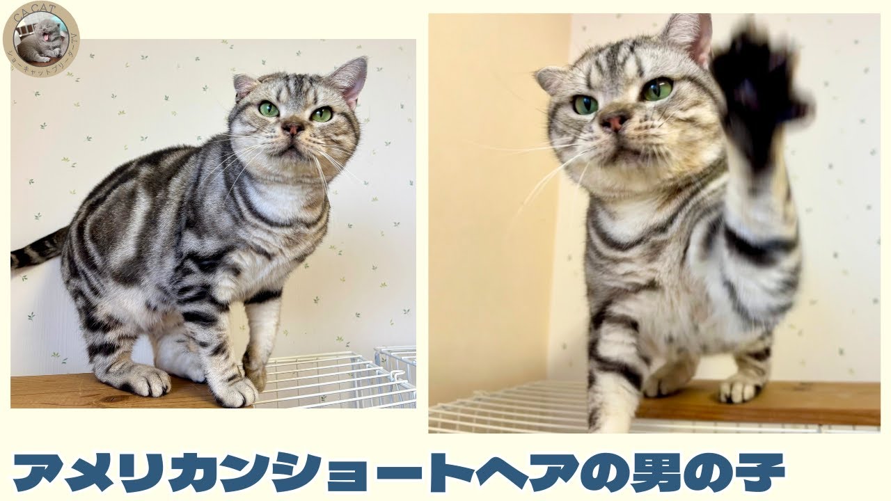 アメリカンショートヘア】お父さん猫をご紹介🐾【成猫】 - YouTube