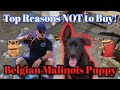 DO NOT BUY a BELGIAN MALINOIS Puppy! A Dog Trainer's Opinion...