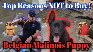 DO NOT BUY a BELGIAN MALINOIS Puppy! A Dog Trainer's Opinion...