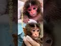 パンチ君の小さな奇跡のストーリーPunch’s little miracle story