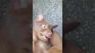 Adorable Japanese Spitz Cross Breed Labrador Youtube