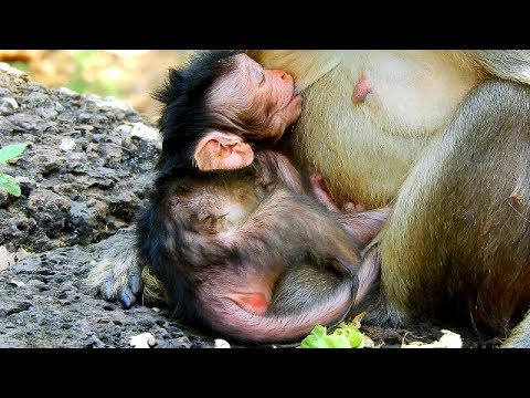 video phone beyonce mp3 Hot news : Big congratulation Jade just give birth cute newborn baby name Julina !