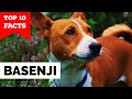 Basenji - Top 10 Facts の動画、YouTube動画。