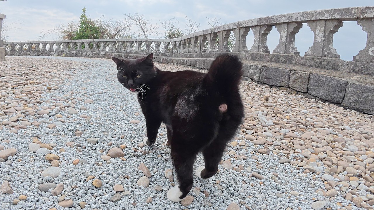 Кот в смокинге поднялся по лестнице и отвел меня к приморскому святилищу.