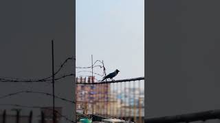 Fly or not ? #bird #crow