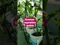 "गर्मी की सब्जियों का अपडेट 🌿 मेरे टैरेस गार्डन में क्या चल रहा है?"#terracegarden #ytshorts