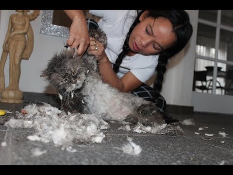 Cat Fur Mats Easy Remover with Scissors | Cute Fluffy Cat - YouTube