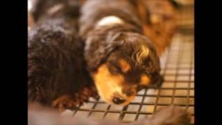 Ruby's Litter