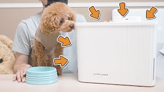 ドッグフードの容器を変えたら奇跡が起きた！【ZOING 真空保存容器 Pablo Paws】