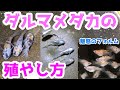 ダルマメダカの作り方（繁殖）～魅惑のフォルムで愛らしい達磨の殖やし方～【媛めだか】