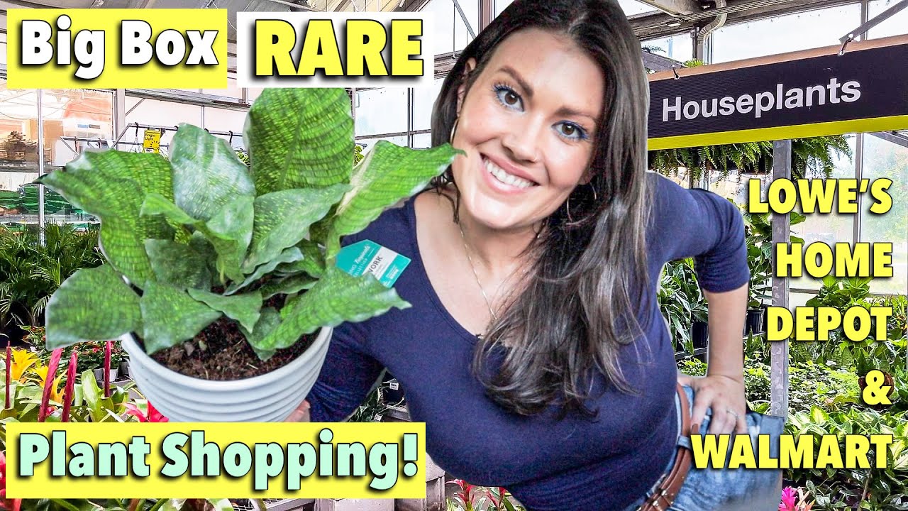 25 Off! Big Box Rare Plant Shopping Lowe's & Home Depot Plant Haul