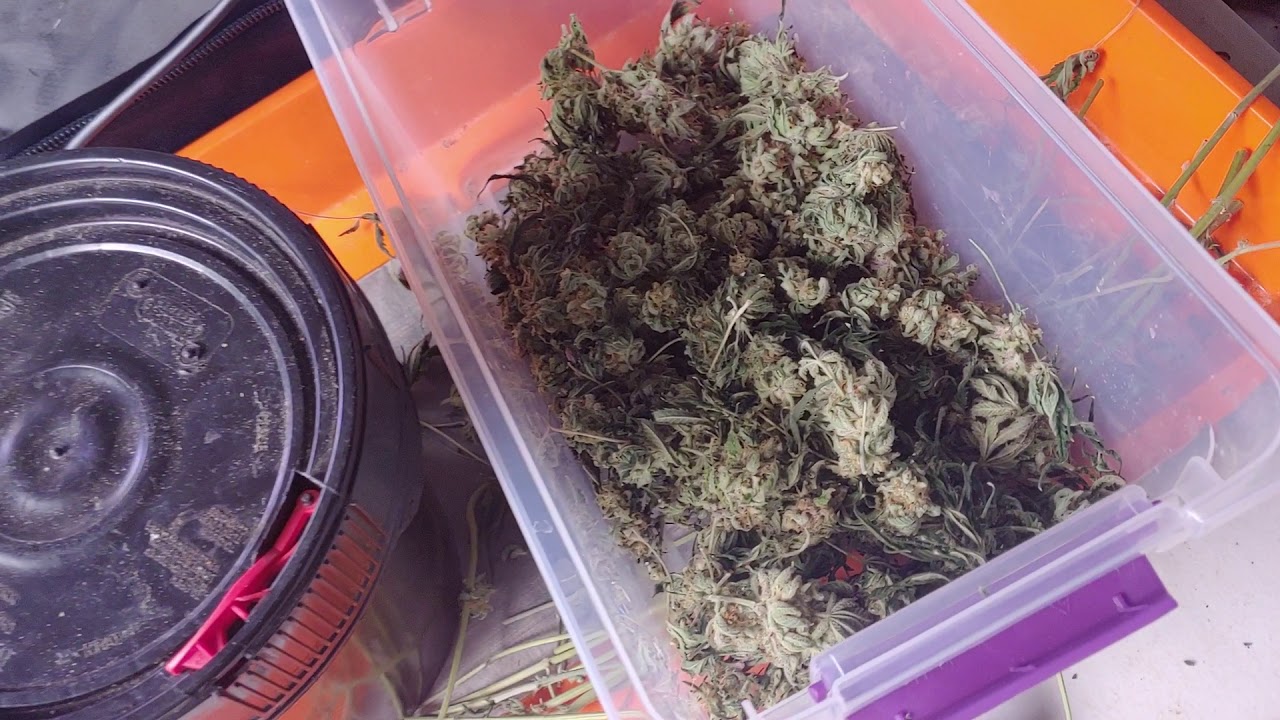 Garden Update: ChilLed Grow Craft X3-500watt Day 19! Viparspectra P1500 Update! Hlg 65 Update!