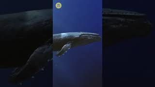 Was The Sahara Desert Once An Ocean