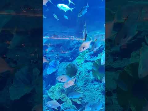 Dubai Aquarium #shorts #dubaiaquarium #dubaiaquariumandunderwaterzoo #dubaimall #mustvisitplaces