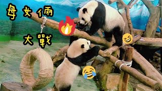 圓寶和圓圓母女倆玩遊戲，大戰玩得超開心|熊貓貓熊The Giant Panda Yuan Yuan and Yuan Bao|台北市立動物園