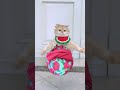 #exlittlebeans bully me! #funnycats #funnyvideo