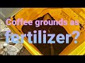Benefits of used coffee grounds in our desert food forest #foodforest