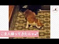 ご主人おかえりニャ💕 嬉しすぎて玄関でゴロゴロしちゃうネコちゃん🐱【PECO TV】