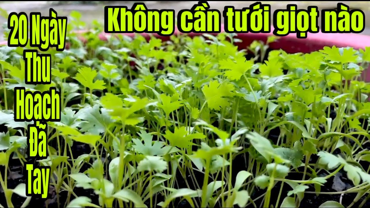 Chiêu Mới ! Trồng Mà Tưới Là Xưa Rồi / Ngò Rí Rau Mùi Không Cần Tưới 20 Ngày Thu Hoạch