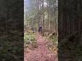 Trails behind my backyard #backyard #mtb #bike #aura #cool #music #dothingsyoudontwanttodo #gooners