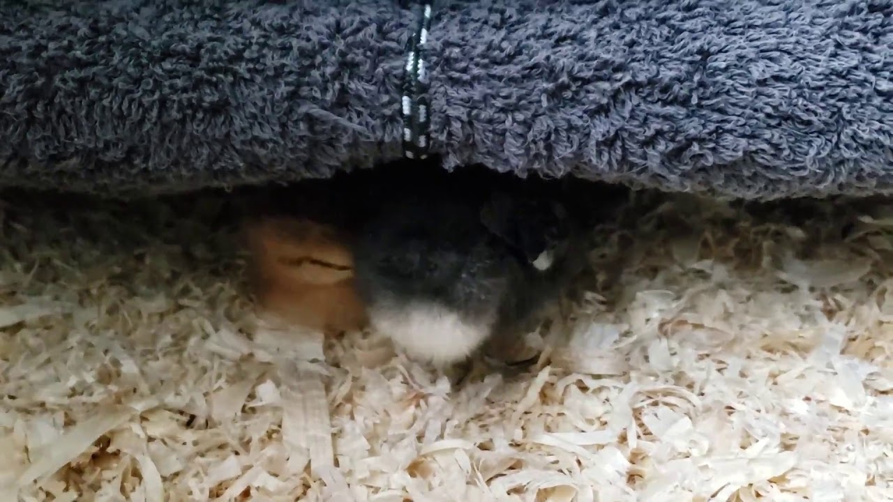 Mama Heating Pad YouTube