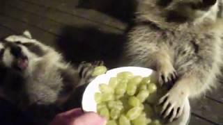 03 November 17  Raccoon Dinner