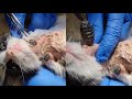 Removing 2 gigantic botflies from small kittens neck