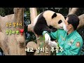 푸바오🐼 애교에 빠져든다😍 [에버랜드 판다월드 판다 푸바오] (4K) Everland Panda Fubao in  Korea. Charming  Fubao.
