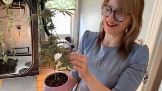 Clean Tent Day // Small Plants and Crafts // #localweedia