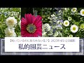 【咲いているのに見られない花？】私的園芸ニュース（2025年4月12日、13日撮影）【もはや雑草並み…】