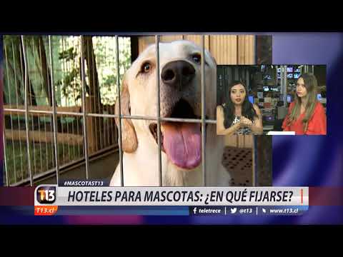 Vídeo: Hotel Per A Mascotes: Nou Servei
