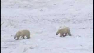 Polar Bears at Churchill