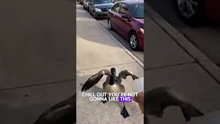 Goose Attacked My Coffee