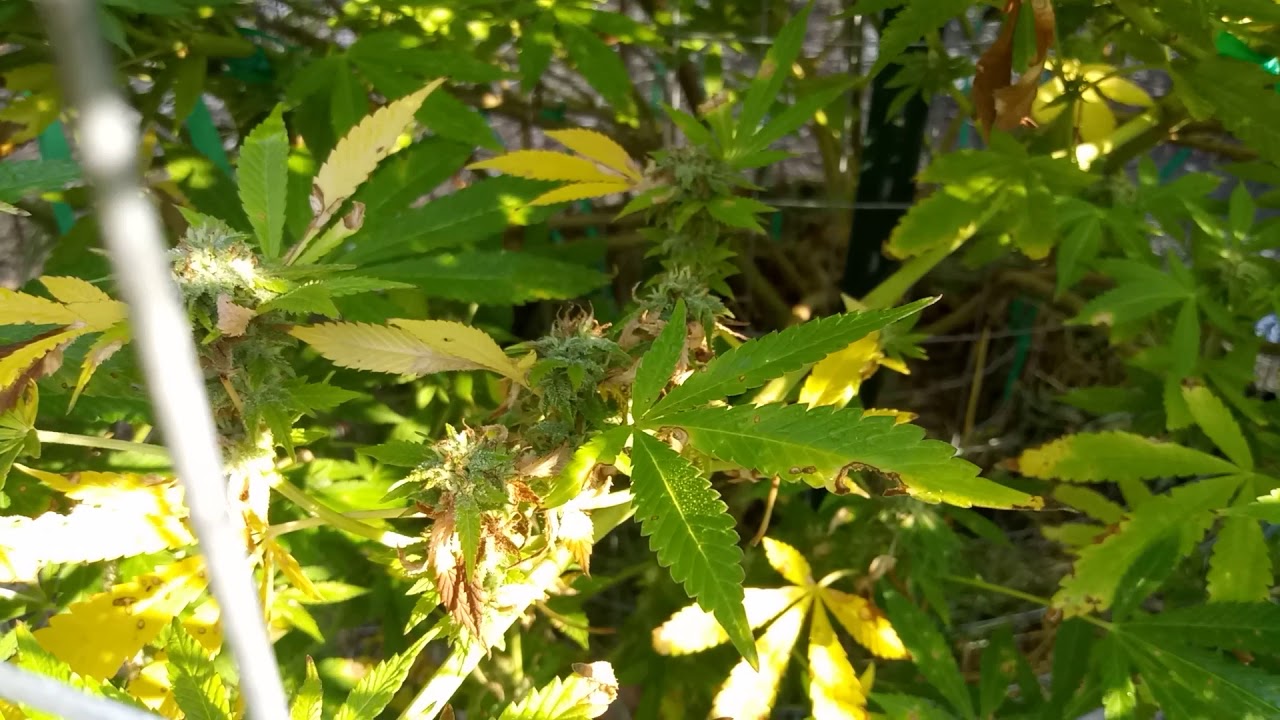 9-21-19 Outdoor Cannabis Grow Michigan Recreational- Start of Harvest