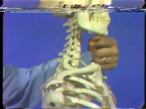 Radiographic Anatomy: The Shoulder Region - YouTube