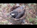 White-throated fantail Birds Sleeping waiting for mother in the nest [ Review Bird Nest ]
