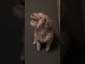 Funny dog coco