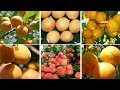 Морозостойкие и выносливые сорта абрикосов: весенняя ярмарка саженцев!