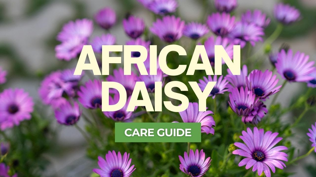 🌼 Bring nonstop color to your garden with African Daisies (Osteospermum)!