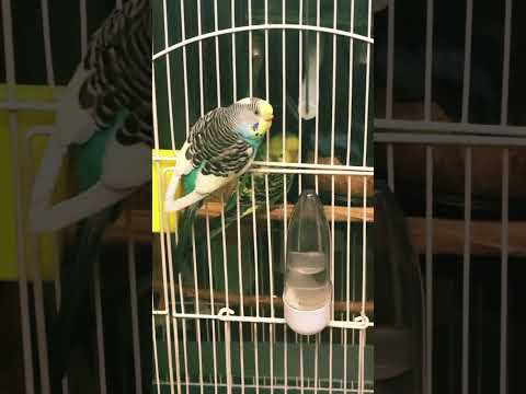 My pet parakeets