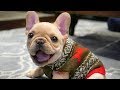 Best of Funny French Bulldog Compilation